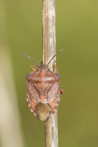 Carpocoris purpureipennis